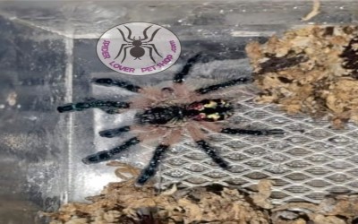 typhochlaena seladonia Subadult Female tarantula